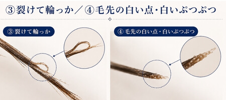 枝毛ひどい状態で見られる裂けて輪っかになった髪と毛先の白い点を比較した画像